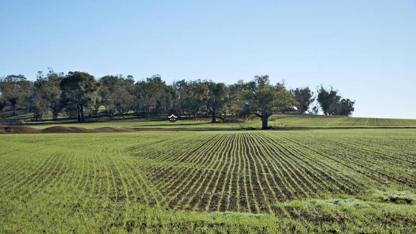 foto dimostrative - Fano, zona carrara - terreno agricolo di 25.389,00mq in vendita - Rif. TV1912